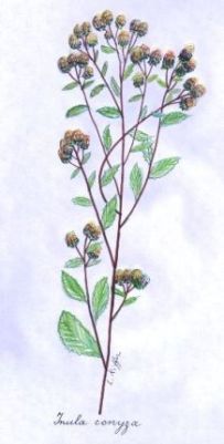 Plowman's Spikenard - Conyza squarrosa, Inula conyza - девясил растопыренный, мухолов